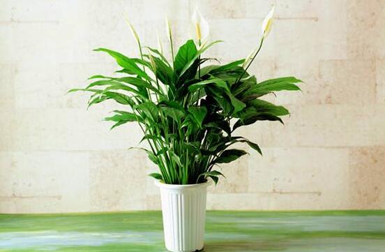 一帆風(fēng)順能澆淘米水嗎，做好這三點(diǎn)使盆土更加肥沃(能澆)