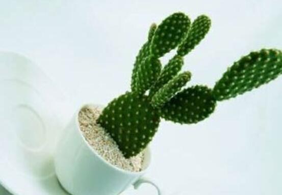 仙人掌變黃的原因是什么，四種原因以及解決方法