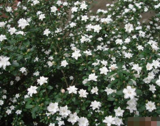 六月雪養(yǎng)殖技術(shù)，老農(nóng)總結(jié)六點必要養(yǎng)護方法(枝葉翠綠)