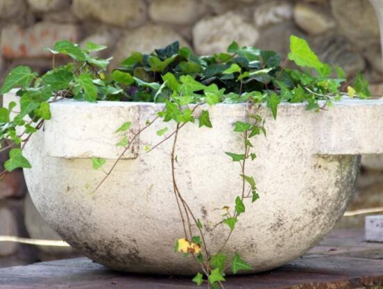 常春藤怎么養(yǎng)殖，盤點(diǎn)最簡(jiǎn)單兩種養(yǎng)殖方法(土培和水培)