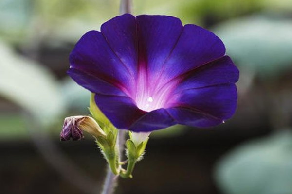 牽?；ㄈ~子黃了是怎么回事