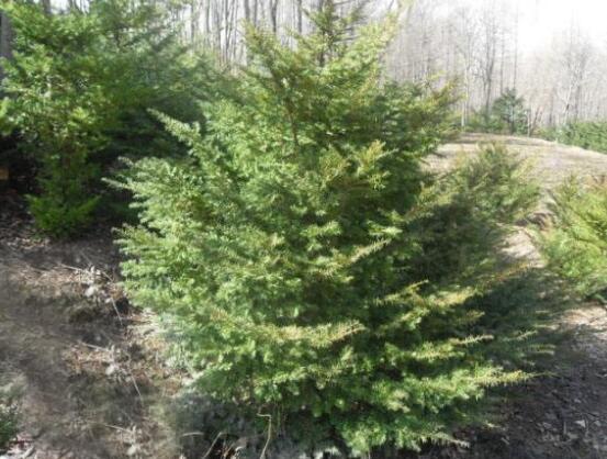 紅豆杉的品種，盤點中國紅豆杉五大品種