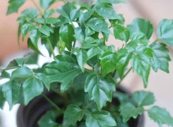 幸福樹(shù)怎么繁殖，教你三種繁殖方法(播種/壓條/扦插)