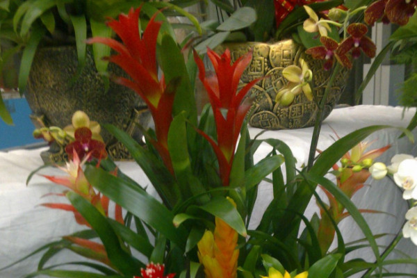 鴻運當(dāng)頭的老株怎么辦