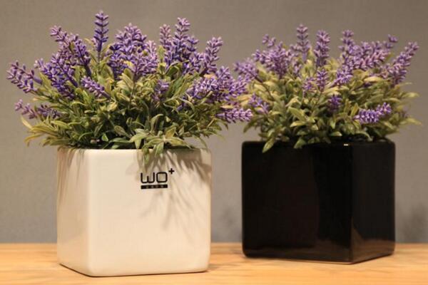 薰衣草盆栽的種植方法，薰衣草種植的5大要點(diǎn)