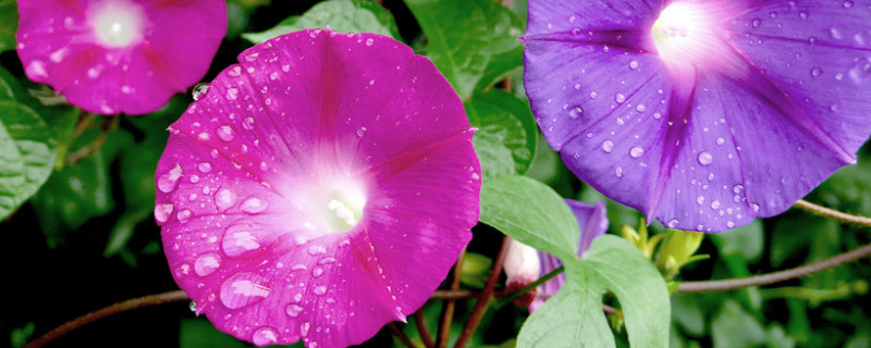 牽牛花的養(yǎng)殖方法和注意事項(xiàng)
