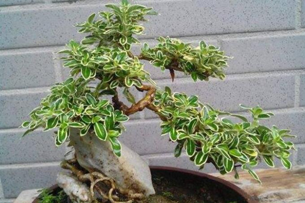 六月雪的養(yǎng)殖方法，6步教你養(yǎng)好六月雪