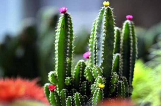 仙人掌的蟲害防治大全，三種蟲害以及解決辦法