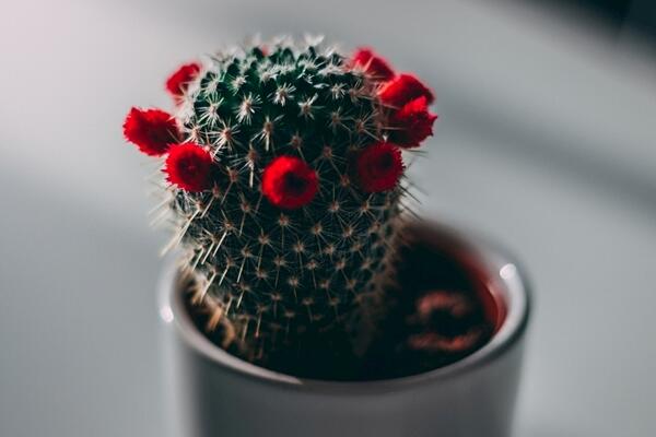 仙人球開(kāi)花時(shí)間，全年都能開(kāi)花但需要細(xì)心的養(yǎng)護(hù)