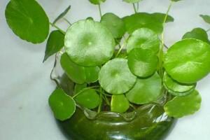 銅錢草有哪些品種，銅錢草品種圖片大全