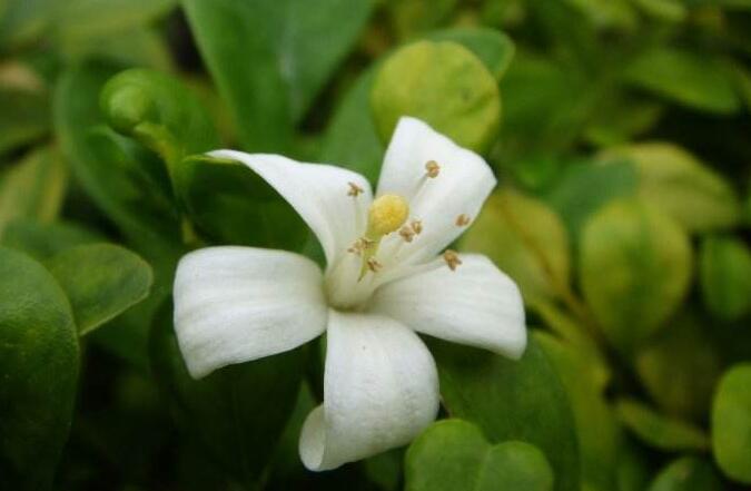 九里香花可以吃嗎，能吃/但是常被當做藥物使用