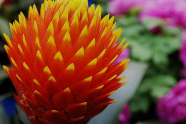 鴻運當(dāng)頭從播種到開花多長時間