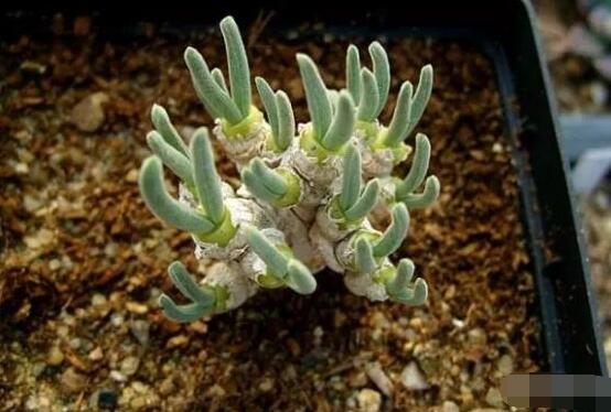 碧光環(huán)爛根怎么辦，兩種爛根防治方法/及時(shí)脫盆修剪消毒