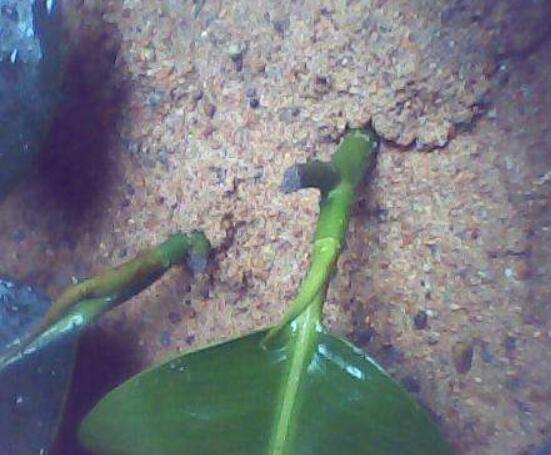 橡皮樹扦插，教你六大基本步驟快速生根發(fā)芽(30天)