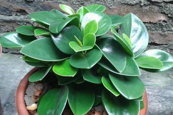 綠植紅碧玉怎么養(yǎng)，碧玉綠植適合室內(nèi)養(yǎng)嗎