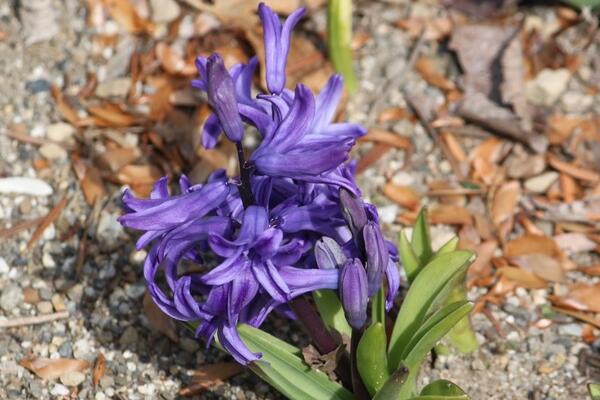 風(fēng)信子土培的養(yǎng)殖方法，可以按照5步來進(jìn)行