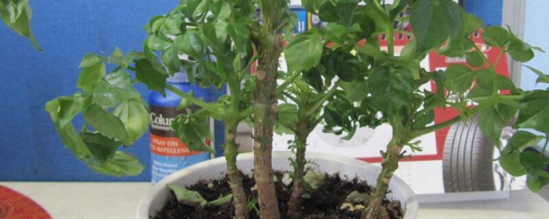 幸福樹(shù)可以扦插繁殖嗎