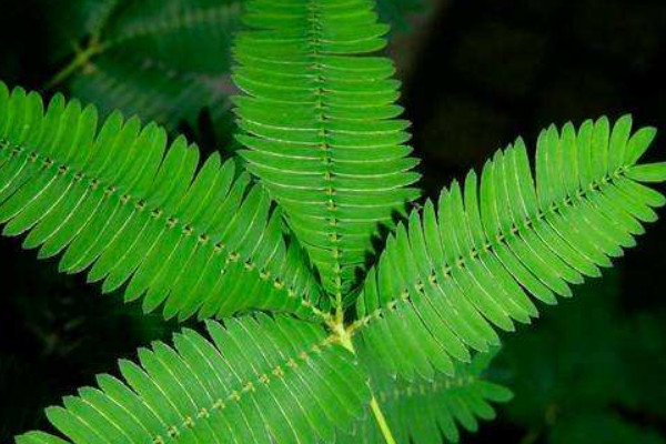 含羞草曬蔫了會(huì)活嗎