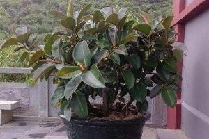橡皮樹(shù)盆景怎么養(yǎng)護(hù)，橡皮樹(shù)的四季養(yǎng)護(hù)方法