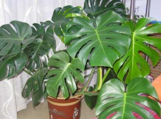 龜背竹用高盆還是矮盆，建議以高盆養(yǎng)殖最佳(紫砂盆)