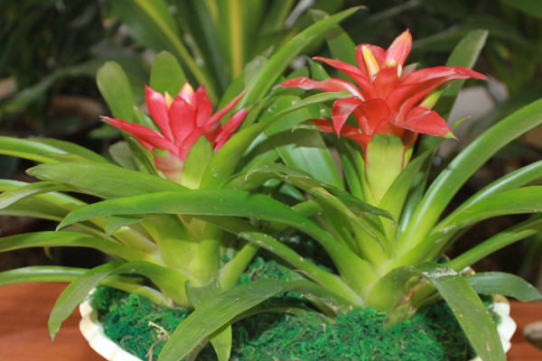 鴻運(yùn)當(dāng)頭花剪掉了怎么不長了