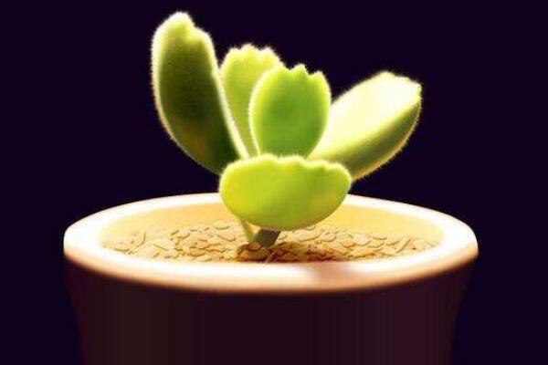 熊童子夏季怎么養(yǎng)，熊童子夏季養(yǎng)殖5大要點(diǎn)