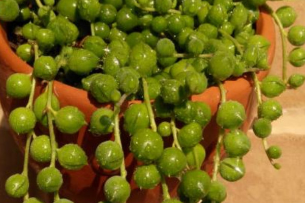 珍珠吊蘭的養(yǎng)殖方法和注意事項(xiàng)