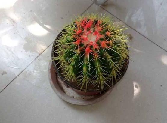 家里放仙人球是吉是兇，化解煞氣、安居樂業(yè)(吉兆)