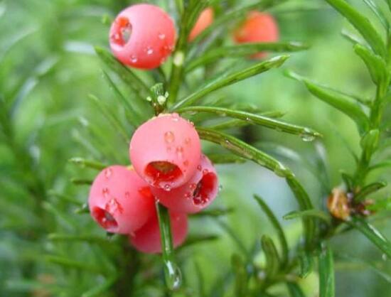 紅豆杉怎么繁殖，紅豆杉繁殖方法