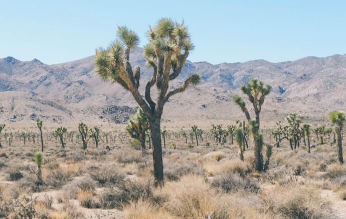 仙人掌的用途，電腦工作者的福音