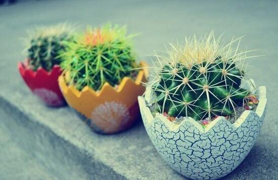 小仙人球澆水多少毫升，澆水的量一般以100-200毫升為準