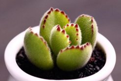 熊童子葉子發(fā)黃怎么辦，可能由以下4種原因?qū)е? data-p3El=