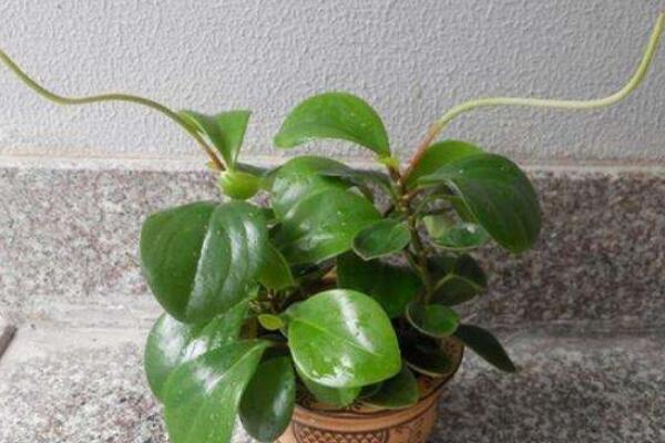 碧玉花開花嗎，每年開花兩次