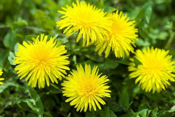 多裂蒲公英怎么養(yǎng)，5步教你養(yǎng)好多裂蒲公英