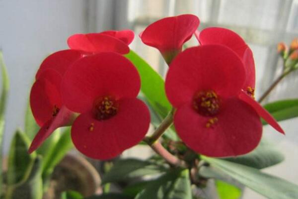 大花虎刺梅的養(yǎng)殖方法，5步教你養(yǎng)好大花虎刺梅