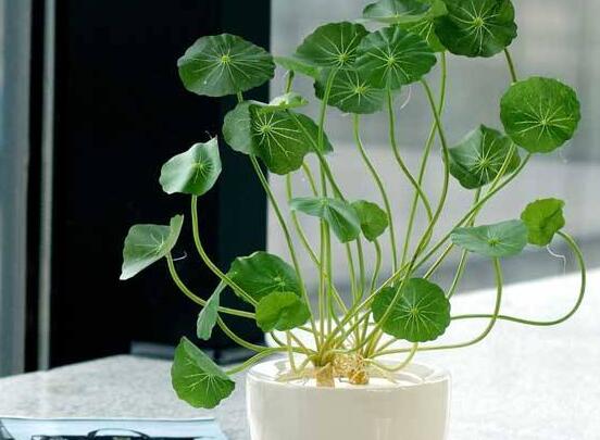 銅錢草放在臥室好嗎，寓意著家有銅錢、財(cái)源滾滾