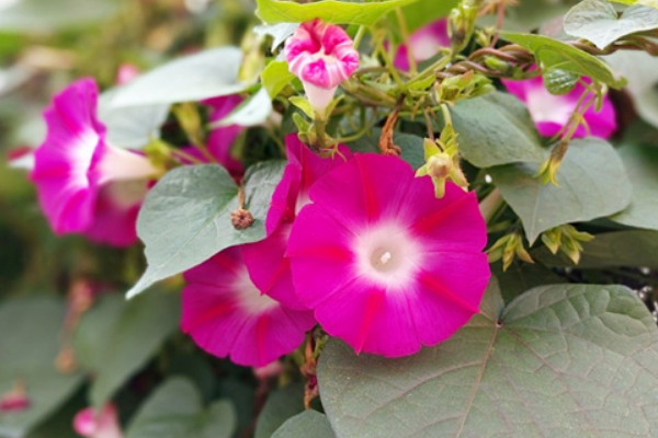 牽?；槭裁礇]開花就焉了