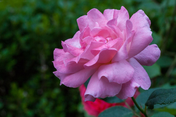 月季僵苗不長(zhǎng)怎么辦