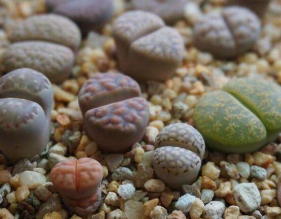 生石花怎么養(yǎng)長(zhǎng)得快，老農(nóng)總結(jié)五個(gè)快速生長(zhǎng)好方法