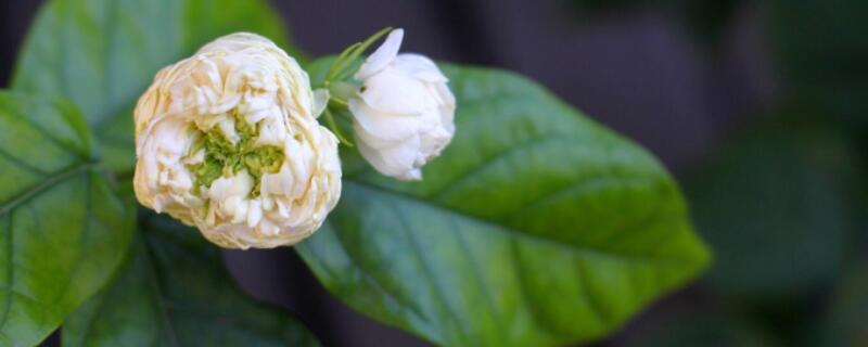 虎頭茉莉與茉莉的區(qū)別