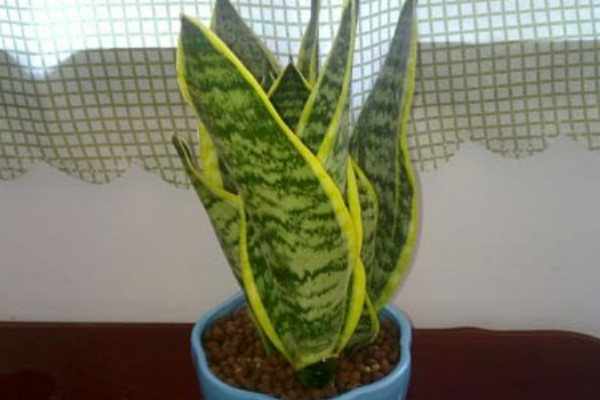 虎皮蘭秋天的養(yǎng)殖方法和注意事項(xiàng)