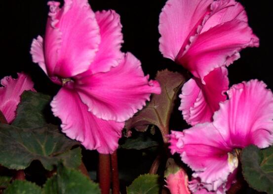 仙客來(lái)突然蔫了怎么辦，主要就是光照和澆水不當(dāng)導(dǎo)致