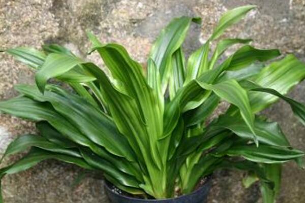 萬年青可以放在臥室嗎，放在臥室是非常不錯(cuò)的選擇