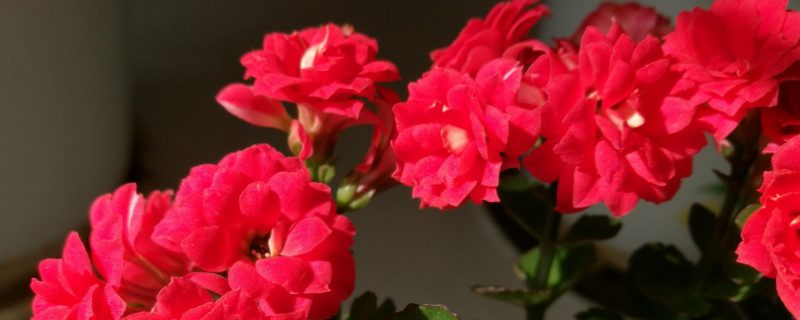 長壽花又叫什么名字