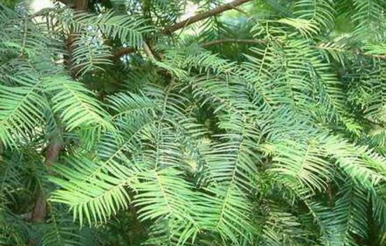 紅豆杉的品種，盤點中國紅豆杉五大品種