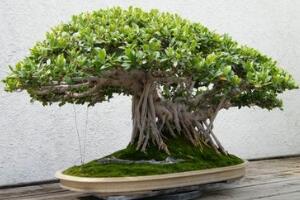 榕樹盆景怎么翻盆，榕樹換盆注意事項(xiàng)