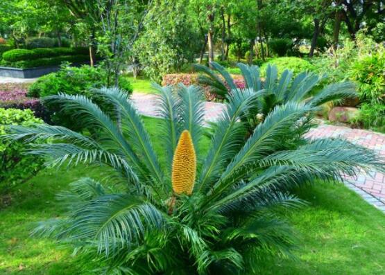 鐵樹開花有什么寓意，象征著大富大貴、吉祥瑞兆