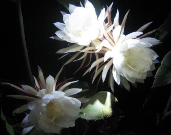 曇花怎么施肥，腐熟的有機(jī)肥為主/陰天施肥最佳