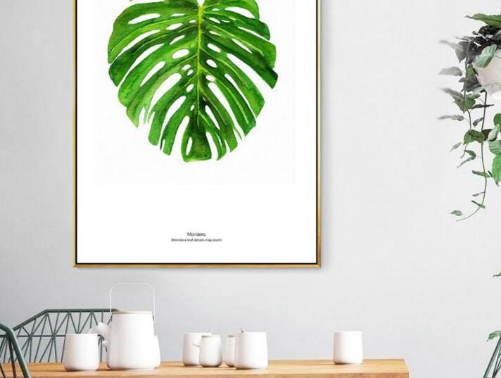 龜背竹多久澆一次水，不同的季節(jié)澆水的時(shí)間也不同