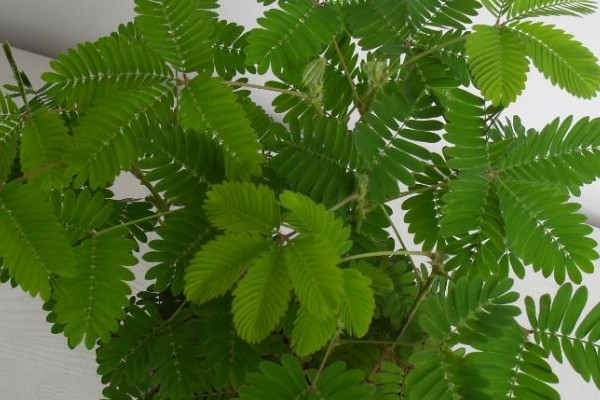 含羞草長(zhǎng)太大了怎么辦